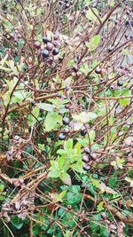 Close-up of tree in plant