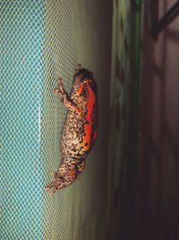 Close-up of insect on wall