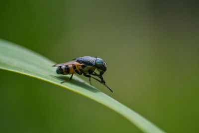 Close-up of fly perching on blade of grass 