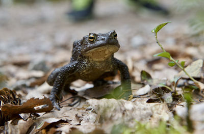 Close-up of a frog on the ground