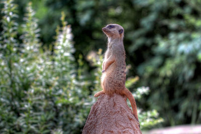 Close-up of lizard