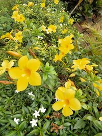 High angle view of yellow flowering plants in park