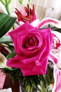 Close-up of pink rose flower