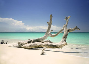 Driftwood at sea shore against sky