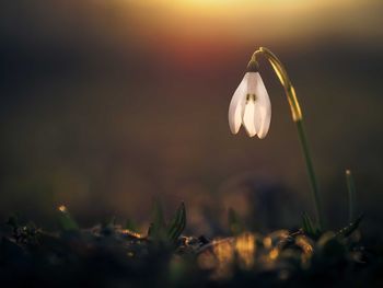 Close-up of flower against blurred background