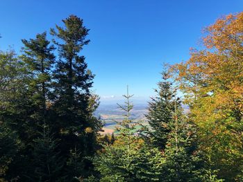 Low angle view of trees against sky