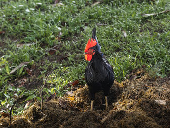 Black tomaru rooster portrait standing on grass - straw ground in a forest from puerto rico