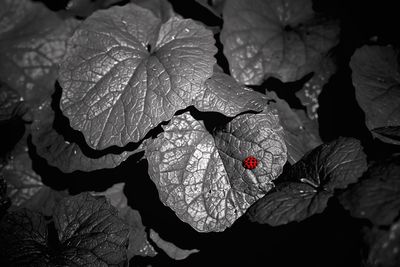 Close-up of wet red flowers blooming outdoors