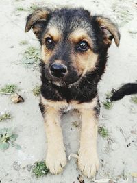 High angle portrait of dog on field