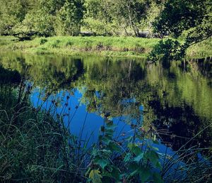 Reflection of trees in lake