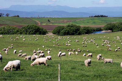 Sheep grazing on grassy field
