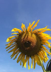 Close-up of sunflower