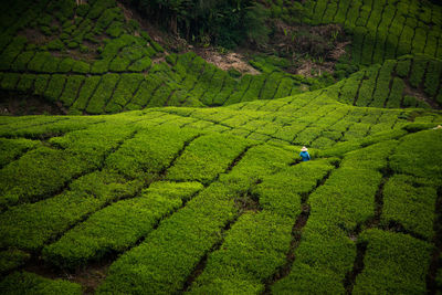 View of green fields 