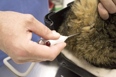 Close-up of hand holding cat