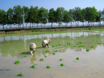 Ducks in a lake