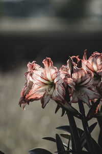 Close-up of wilted flowers