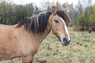 Horse standing in a field