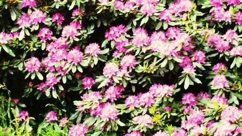 Close-up of pink flower