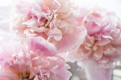 Close-up of pink flowers