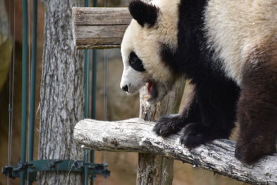 View of panda in zoo