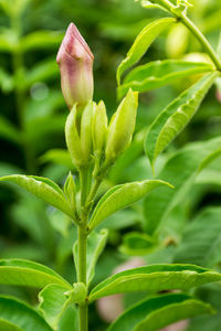 Close-up of flower buds growing outdoors