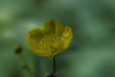 Close-up of yellow flowering plant