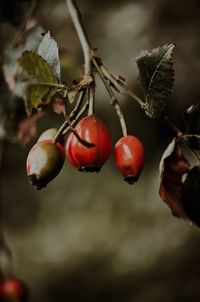 Close-up of tomatoes growing on tree