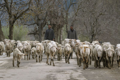 Panoramic shot of people riding horses