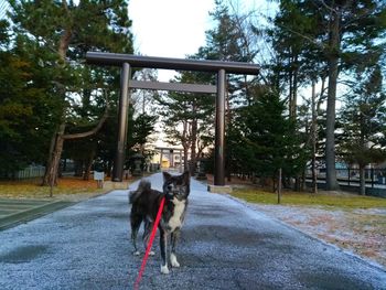 View of dog on street