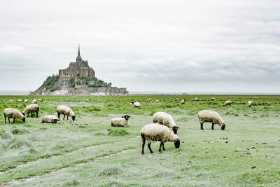 Flock of sheep on grassland
