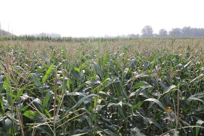 Crops growing on field against clear sky