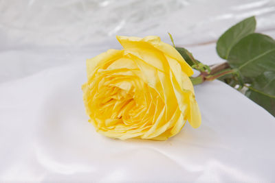 High angle view of yellow rose on plant