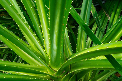 Full frame shot of succulent plant