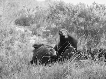 Bear lolling in high grass