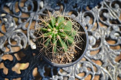 High angle view of cactus on potted plant