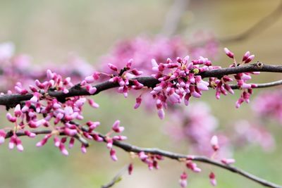 Close-up of pink flowers on branch