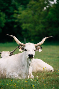 View of a horse on field