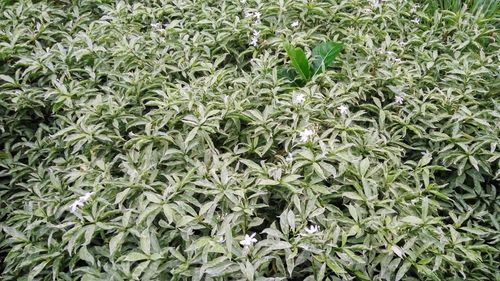 Full frame shot of plants growing on field