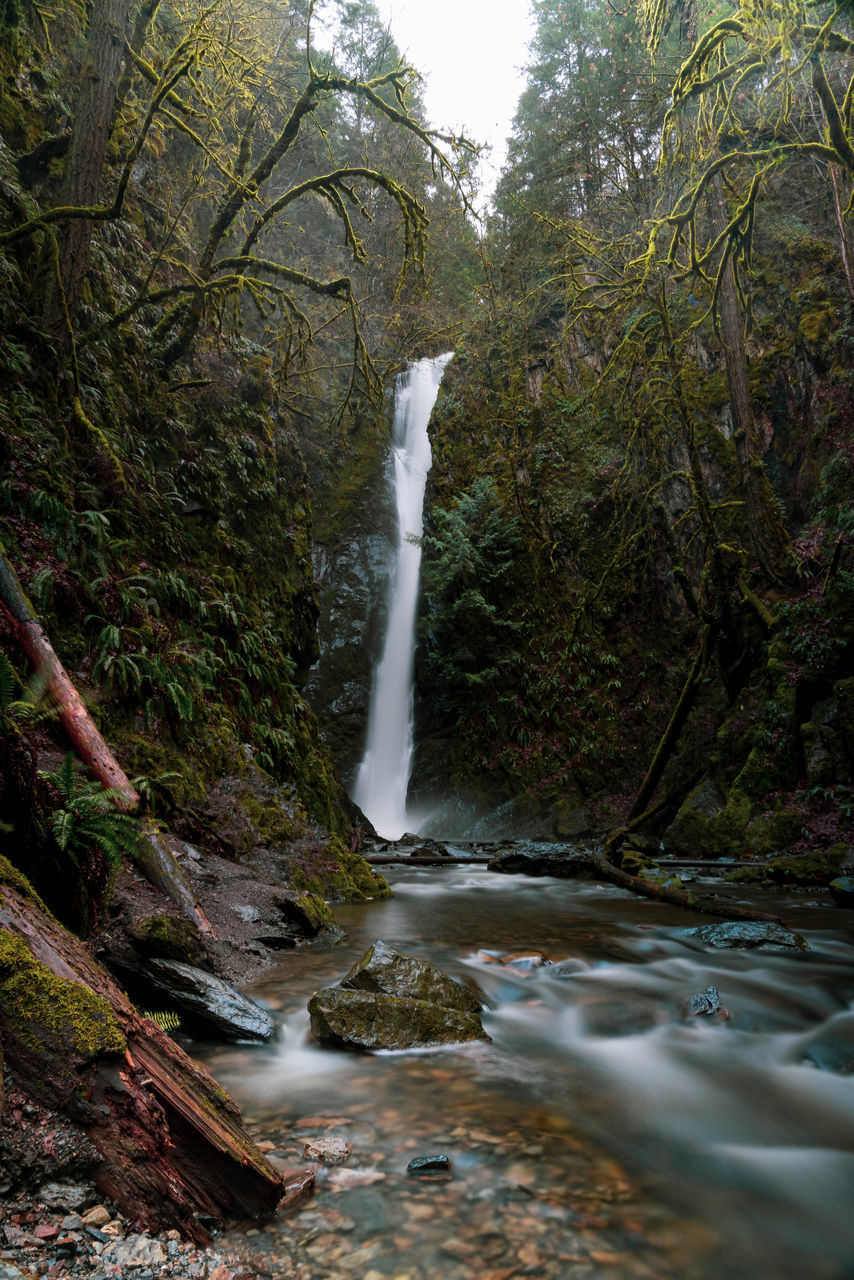 WATERFALL AMIDST TREES IN FOREST