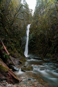 Scenic view of waterfall in forest