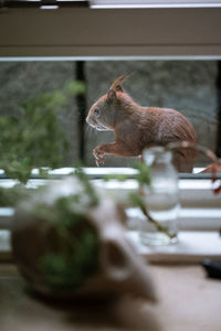 Close-up of squirrel