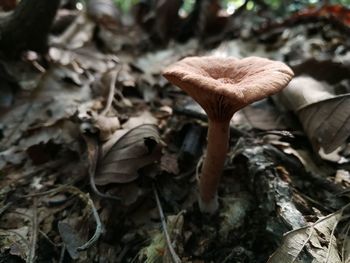 Close-up of mushroom growing in forest