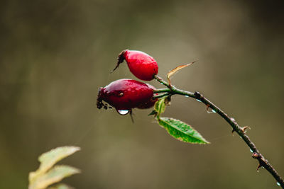 Close-up of red berries growing on plant