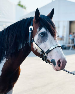 Close-up of horse