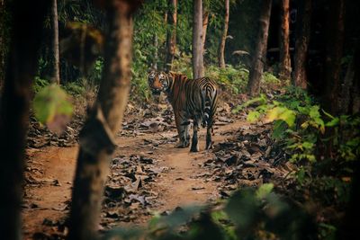 Cat walking in a forest