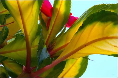 Close-up of flower against blurred background