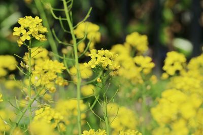 Close-up of yellow flowers blooming on field