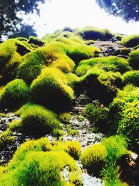 Low angle view of green plants on field against sky