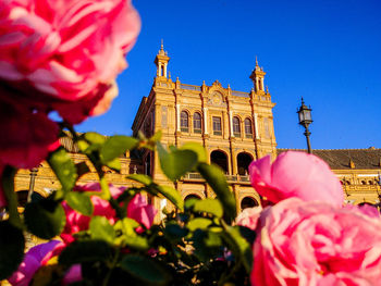 View of pink flowering plant against building