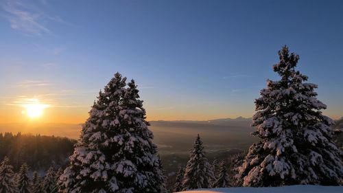 Trees on snow against sky during sunset